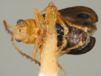 Media type: image;   Entomology 23826 Aspect: habitus ventral view